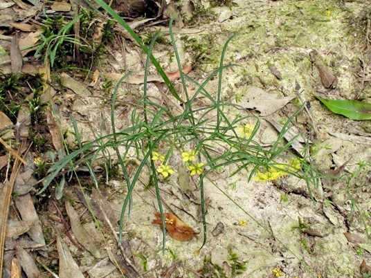 {Lysimachia graminea}